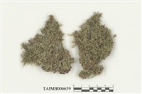 藏品(指葉蘚科)的圖片